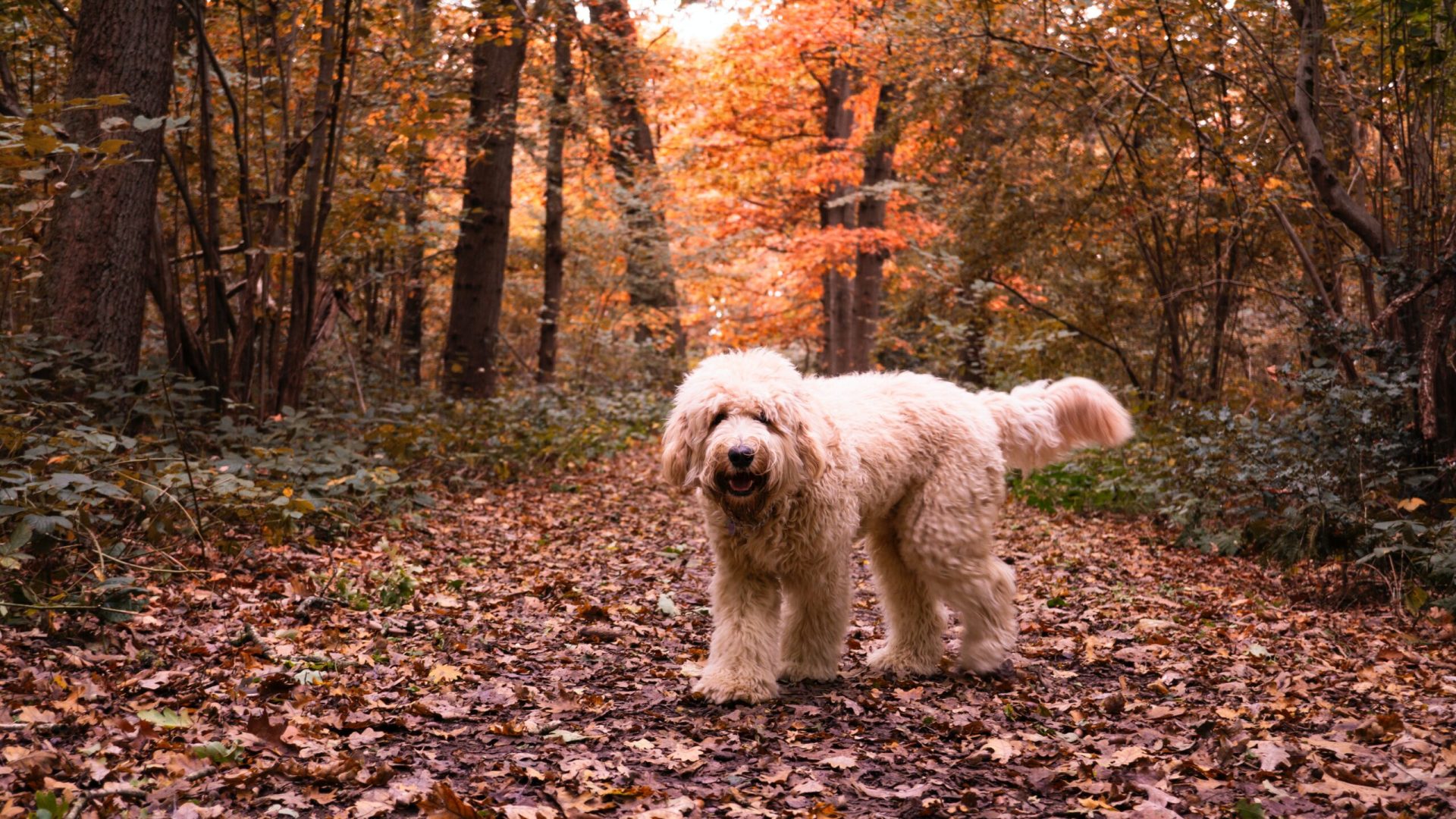 Dog on a trail with trees