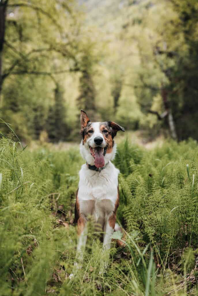 Dog sitting in a grassy clearing